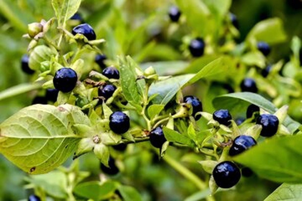 عکس | هیچکس جرات نزدیک شدن به این گیاه را ندارد